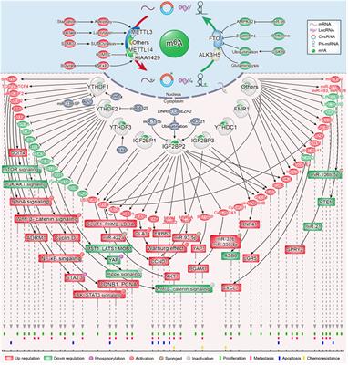 m6A modification on the fate of colorectal cancer: functions and mechanisms of cell proliferation and tumorigenesis